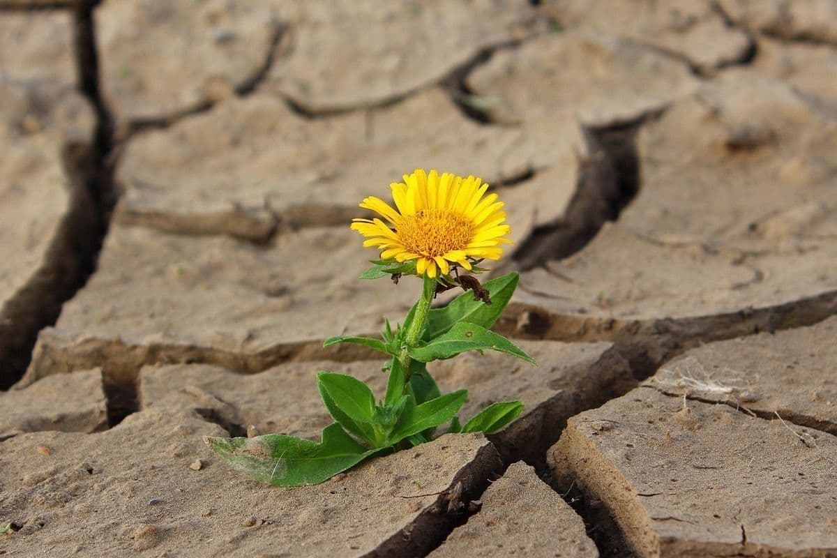 Ditos de Santo Antão #2